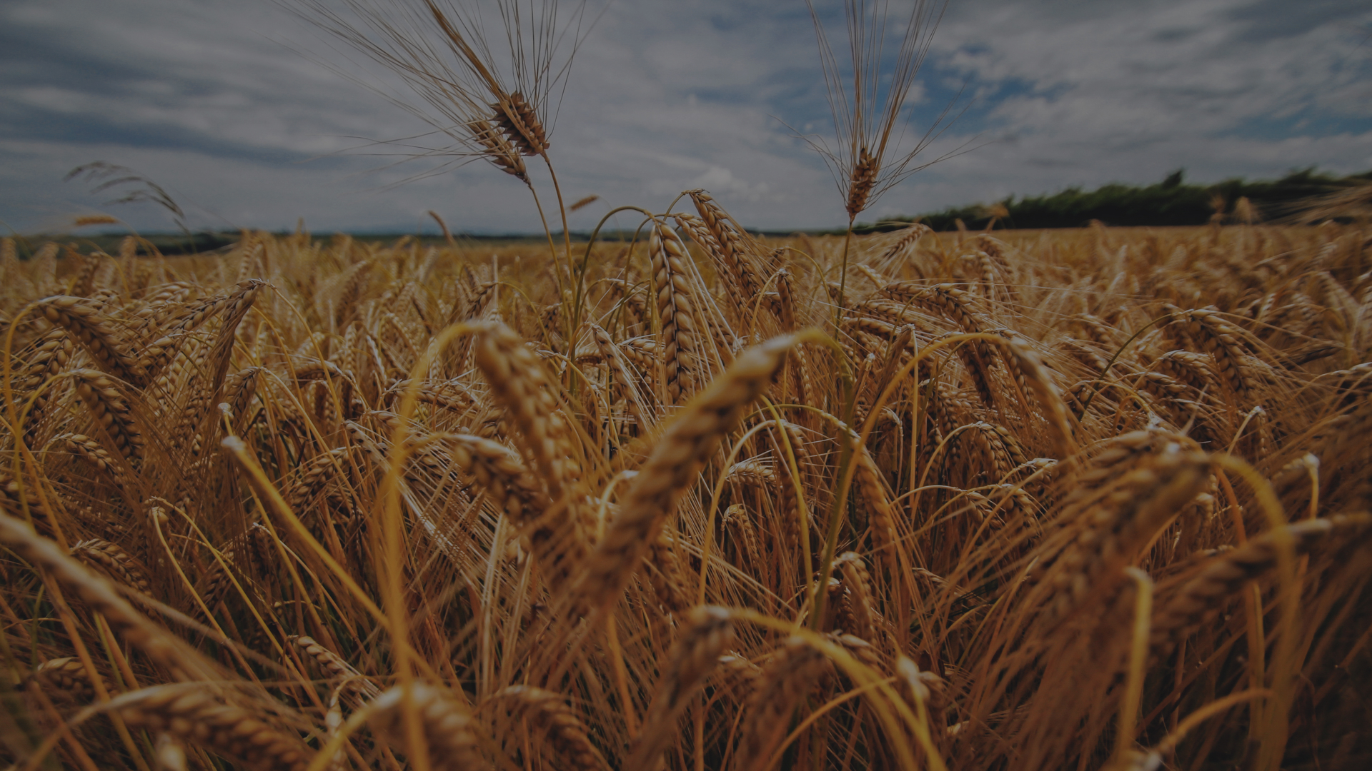 Wheat field landscape